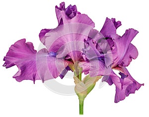 Iris bud purple large