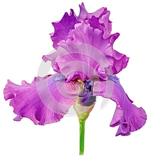 Iris bud purple petals