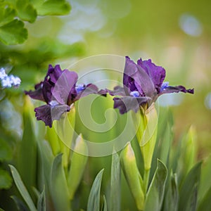 Iris photo