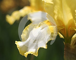 Iris Closeup