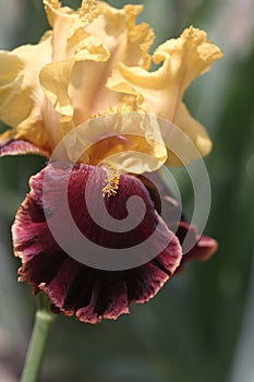 Iris Closeup