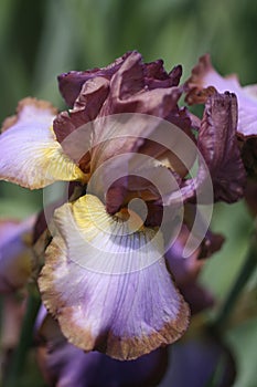 Iris Closeup