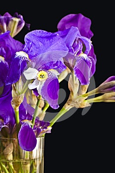 Iris croatica