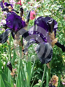 Bearded Purple Iris