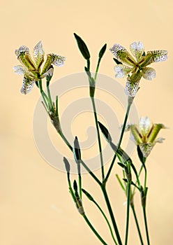 Iris dichotoma