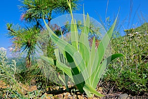 Iris dichotoma