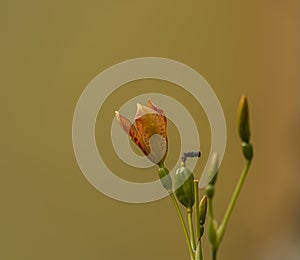 Iris domestica orange bloom with yellow background