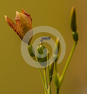 Iris domestica orange bloom with yellow background