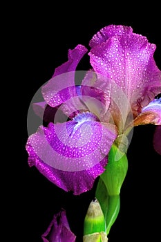 Iris in drops of dew on a black background closeup