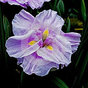 Iris ensata Iseti No-Haru in a bog garden