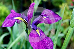 Iris ensata, perennial plant. Purple flowers.