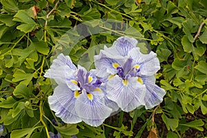 Iris ensata rowden autocrat