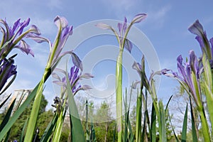 Iris ensata