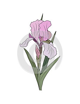 Iris, February Birth month flower vector art.