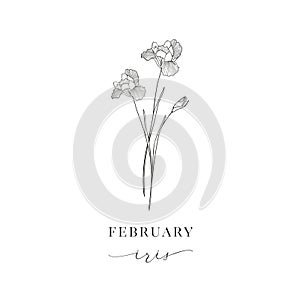 Iris, February. Hand drawn birth flowers, Vector Graphics.