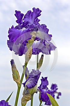 Iris field in Keizer Oregon.