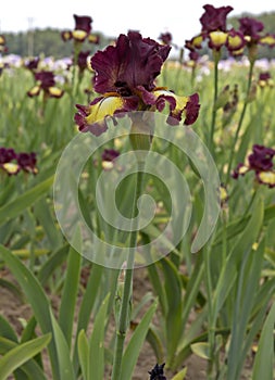 Iris field in Keizer Oregon.