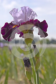 Iris field in Keizer Oregon.