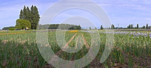 Iris field in Keizer Oregon.