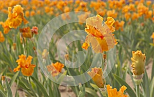 Iris field in Keizer Oregon.