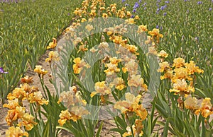 Iris field in Keizer Oregon.