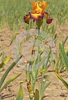 Iris field in Keizer Oregon.