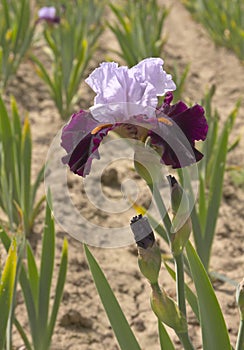 Iris field in Keizer Oregon.