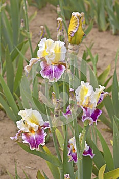Iris field in Keizer Oregon.