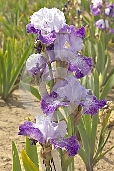 Iris field in Keizer Oregon.