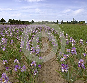 Iris field in Keizer Oregon.