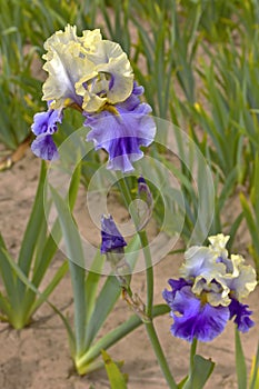 Iris field in Keizer Oregon.