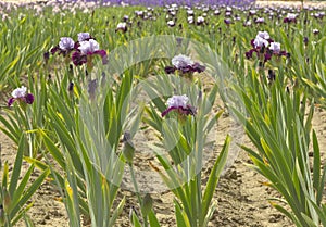 Iris field in Keizer Oregon.