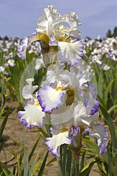 Iris field in Keizer Oregon.