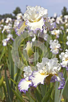 Iris field in Keizer Oregon.