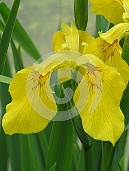 Yellow iris photo