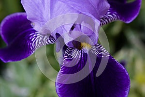 Iris flower.