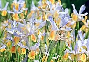 Iris flower