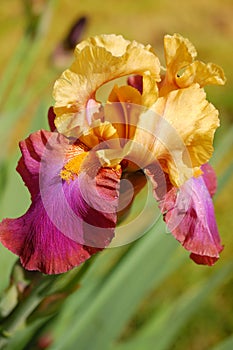 Iris Flower photo