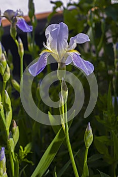 Iris flower