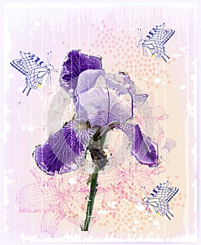 iris flower