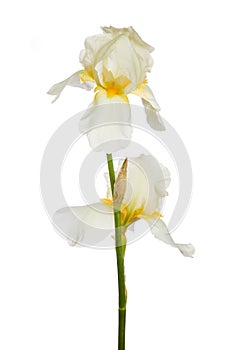 Iris flower