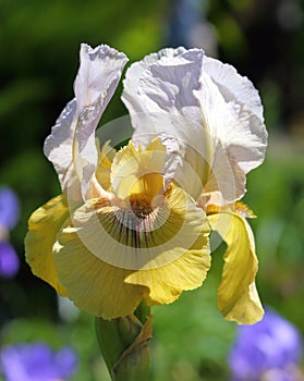 Iris flower