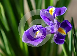 Iris flower