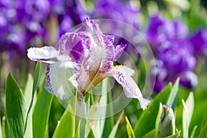 Iris flower photo
