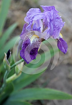 The iris flower. Beautiful purple flower in bloom on a crisp spring morning