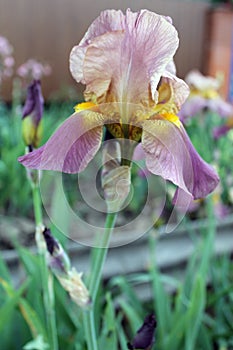 The iris flower. Beautiful purple flower in bloom on a crisp spring morning