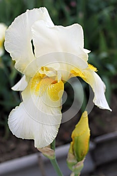 The iris flower. Beautiful purple flower in bloom on a crisp spring morning