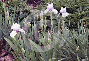 The iris flower. Beautiful purple flower in bloom on a crisp spring morning