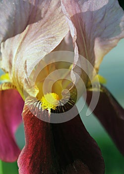 The iris flower. Beautiful purple flower in bloom on a crisp spring morning