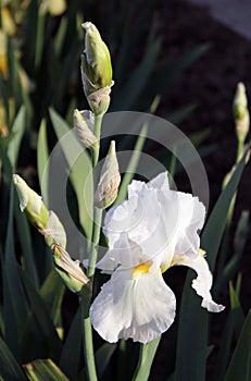 The iris flower. Beautiful purple flower in bloom on a crisp spring morning